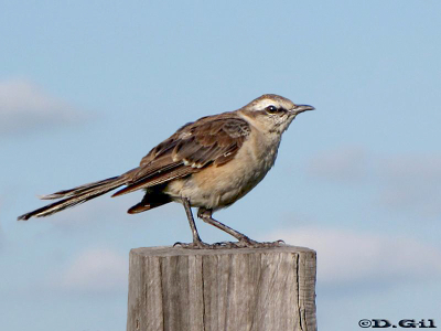 CALANDRIA COMÚN (Mimus saturninus)  - Campo en Salto (Febrero 2009)
